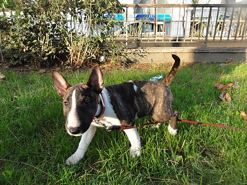 Miniature Bull Terrier – Chiot bull terrier miniature femelle bringé et blanc 2 mois