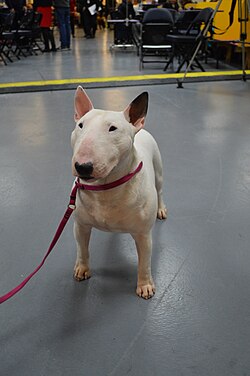 Miniature Bull Terrier – Miniature Bull Terrier GCH Cambria's Kid N Play 1 (16417656149)