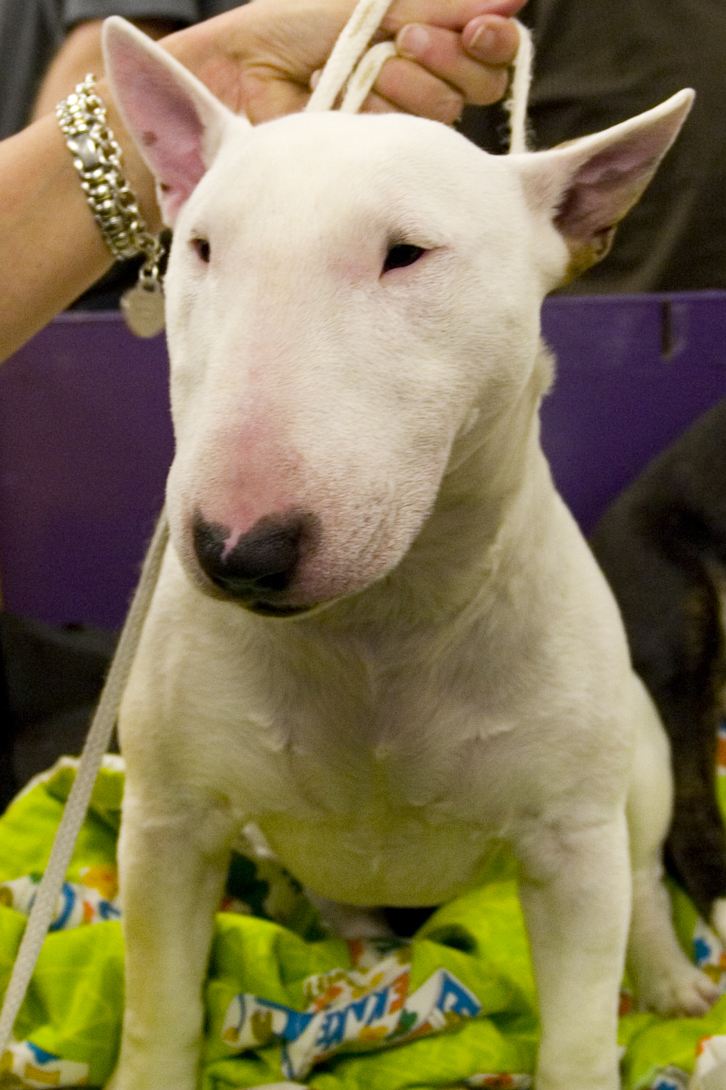 Miniature Bull Terrier – A Miniature Bull Terrier