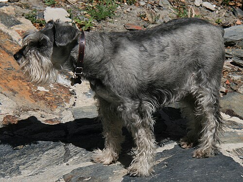 Mittelschnauzer – Standard Grey Schnauzer (cropped)