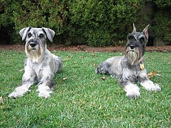 Mittelschnauzer – Standard Schnauzers