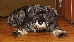 Mittelschnauzer – Schnauzer lays