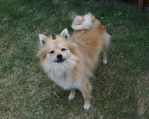 Spitz allemand moyen – German spitz (Mittel)