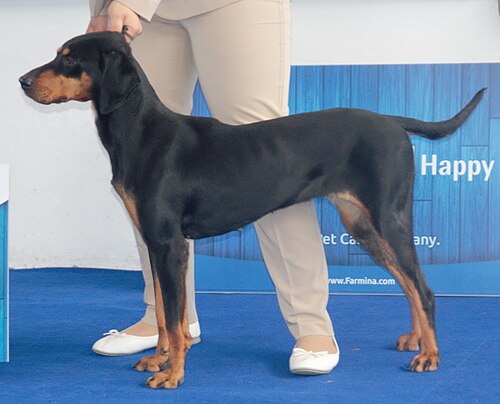 Montenegrin Mountain Hound – Montenegronak