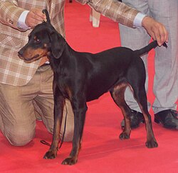 Montenegrin Mountain Hound – Montenegrinhound2