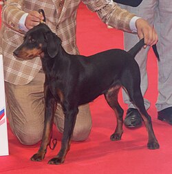 Montenegrin Mountain Hound – Montenegrinhound1
