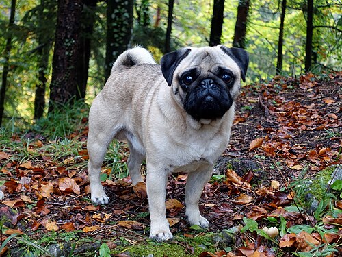 Mops – Neo The Chosen Pug