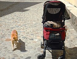 Mops – Pug in the stroller