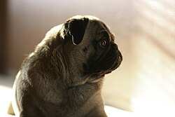 Mops – Pug sophie