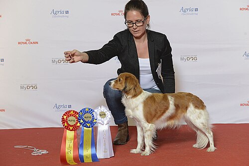 Nederlandse Kooikerhondje – Grupp 8 NEDERLANDSE KOOIKERHONDJE, Lovenite’s Blissful Bravura (23920278289)