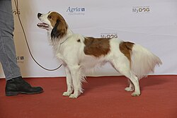 Nederlandse Kooikerhondje – BIR Grupp 8 NEDERLANDSE KOOIKERHONDJE, Nen’sam Lue von Nenrub (23607403923)