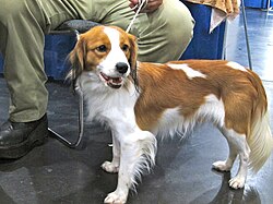Nederlandse Kooikerhondje – Kooikerhondje puppy (8109963743)