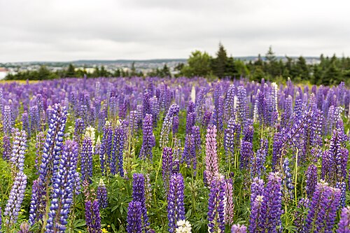 Neufundländer – Lupinus field, St. John's, Newfoundland