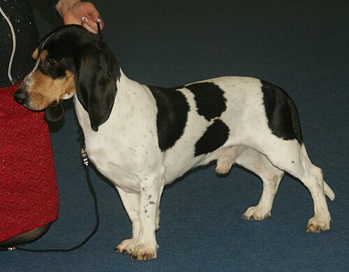 Schweizer Niederlaufhund – Smallbernesekurz2
