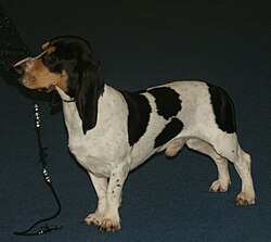 Schweizer Niederlaufhund – Smallbernesekurz1
