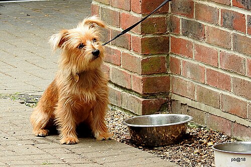 Norfolk Terrier – "Norbert" the Norfolk terrier Flickr pete. ^hwcp