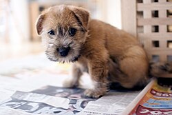 Norfolk Terrier – Norfolk Terrier 001