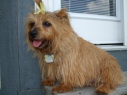 Norfolk Terrier – Norfolkterrier