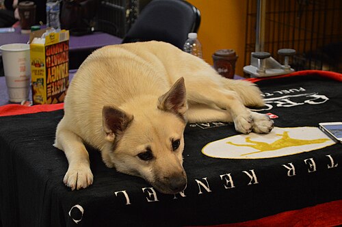 Norwegischer Buhund – Norwegian Buhund GCH Jotunn Bella Binna 3 (16395077067)