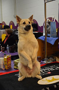 Norwegischer Buhund – Norwegian Buhund GCH Jotunn Bella Binna 7 (16415341730)