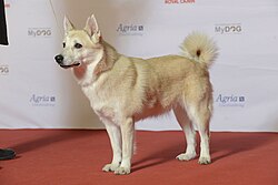 Norwegischer Buhund – Grupp 5NORSK BUHUND, C.I.B. JWW 08 NORD UCH SE V 10 VDH CH Gnipagrottans Gullan Lilltösen (23661375943)