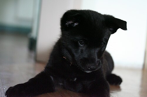 Chien d'élan norvégien gris – Norwegian elkhound puppy