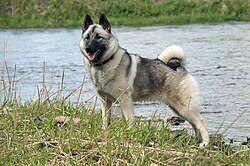 Chien d'élan norvégien gris – Norwegian Elkhound 1