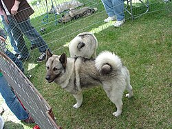 Chien d'élan norvégien gris – Norwegian Elkhound in California