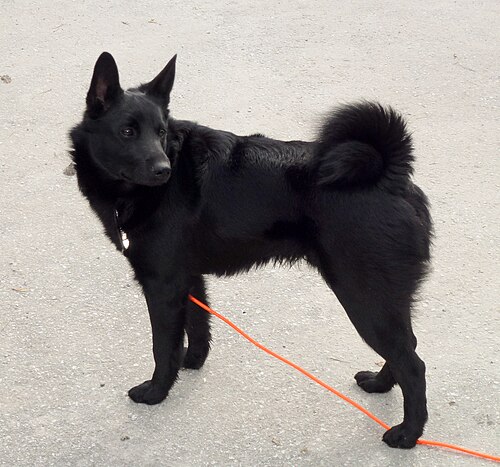 Black Norwegian Elkhound – BlackNorwegianElkhound