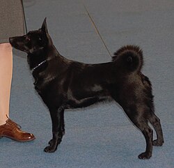 Black Norwegian Elkhound – Blacknorwegianelkhound2