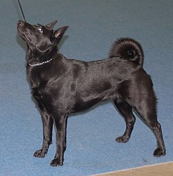 Black Norwegian Elkhound – Blacknorwegianelkhound1