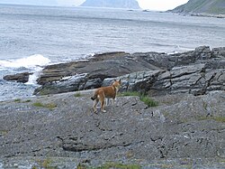 Lundehund norvegese – Værøy lundehund 2005 07 11