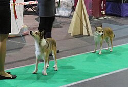 Lundehund norvegese – Norsk Lundehund in Riga 5