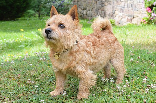 Norwich Terrier – NorwichTerrier Elvis