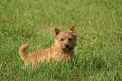 Norwich Terrier – Norwich Terrier1
