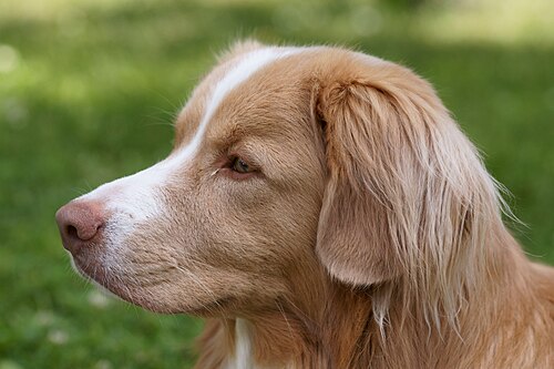 Retriever della Nuova Scozia – Nova Scotia Duck Tolling Retriever headshot