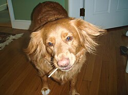 Retriever della Nuova Scozia – Nova Scotia Duck Tolling Retrievers love lollipops and gummies (age 15)