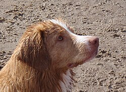 Retriever della Nuova Scozia – Nova Scotia Duck Tolling Retriever headshot