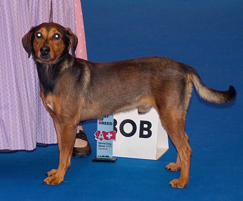 Pinscher autrichien – Austrianpinscherosterreich3