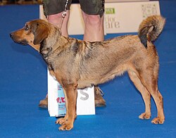 Pinscher autrichien – Austrianpinscherosterreich1