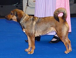 Pinscher autrichien – Austrianpinscherosterreich4
