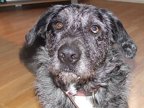 Otterhound – Blackforrestotterhound