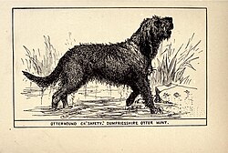 Otterhound – Otterhound BDL