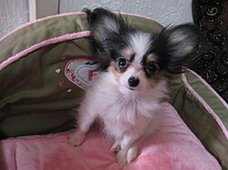 Épagneul nain continental Papillon – Papillon pup