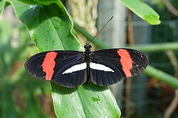 Épagneul nain continental Papillon – Papillon (Lepidoptera) (30)