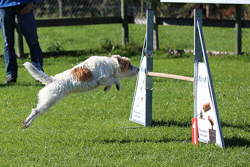 Parson Russell Terrier – Agility Sprung Parson Russell 1