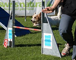 Parson Russell Terrier – Agility Sprung Parson Russell 3