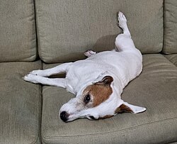 Parson Russell Terrier – Bolt dreaming