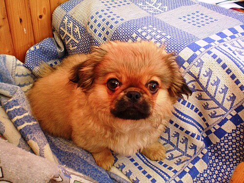 Pechinese – Pekingese001