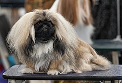 Pechinese – 1AKC Pekingese Dog Show 2011